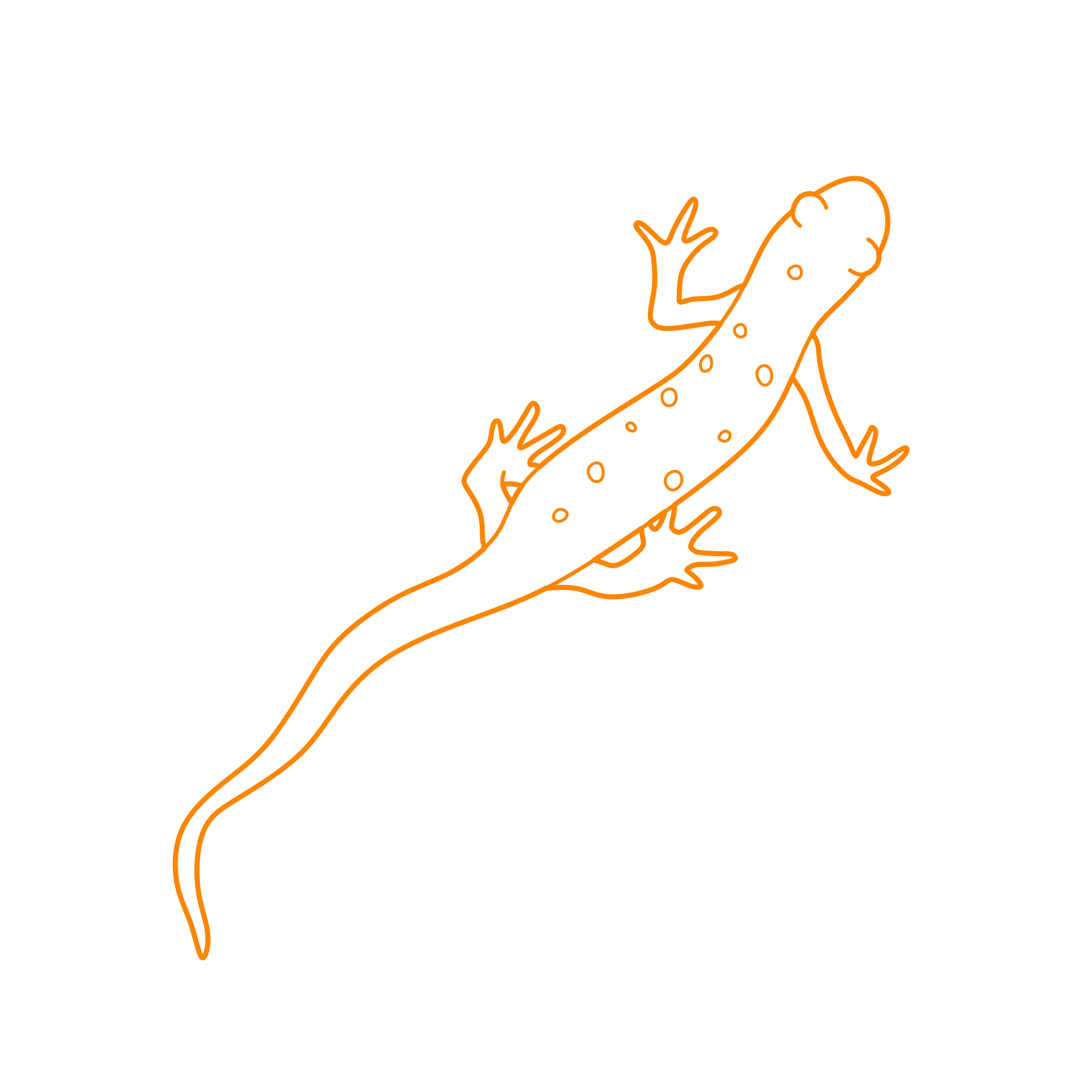 Animals Salamanders Eastern Newt Sticker Outline Svg File Free Vectors